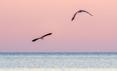 A pair of herons flying in the sunset over the sea.