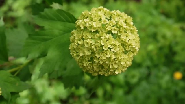 Flowering snowball tree in the wind. Video the static camera. Viburnum opulus