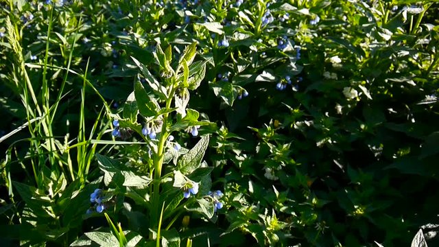 Medical herb Common Comfrey. Symphytum officinale flower on wild meadow. Footage shooting of static camera.