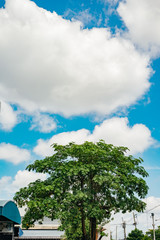 Obraz premium Big green tree and clear blue sky