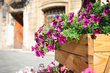 Colorful flowers blooming in the flowerpot in the old street.