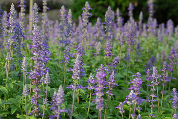 Beautiful flowering purple meadow with  Blue Salvia in garden