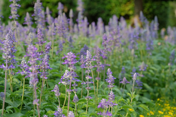soft focus beautiful flowering purple meadow with  Blue Salvia in garden