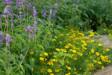 Dahlberg daisy and Blue Salvia flowers blooming in garden.