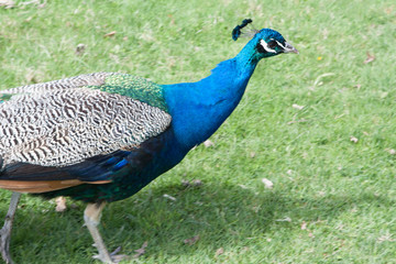 Obraz premium Peacock