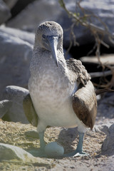 Blue-footed booby (Sula nebouxii) with egg at Punta Suarez on Espanola, Galapagos Islands