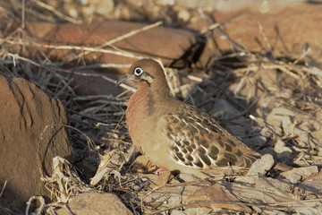Galapagos dove (Zenaida galapagoensis), Punta Suarez, Galapagos Islands