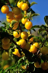 Numerous ripe plums hanging from the tree