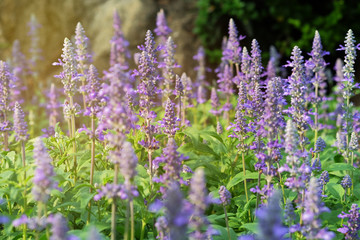 Fototapeta premium Blue Salvia flowers blooming under the morning sunshine.