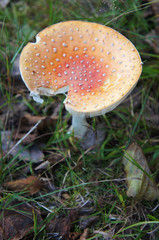 Amanita muscaria or fly agaric or toadstool or death cup mushroom on ground vertical