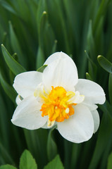 Narcissus flower head with green background vertical