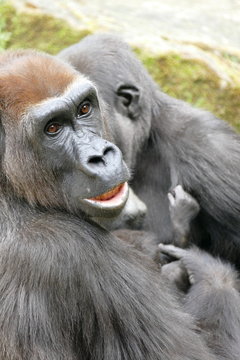 Gorilla Familie