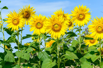 sunflowers farm