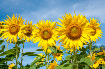Obraz premium Sunflowers