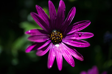 Purple Flower