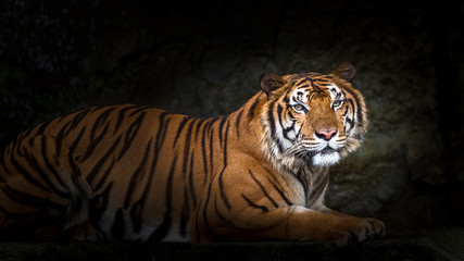 Obraz na płótnie Canvas Tiger.