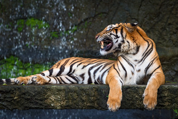 Fototapeta na wymiar Tiger.