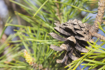 Fir cone