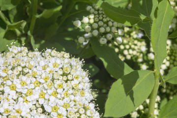Spiraea (spirea) white