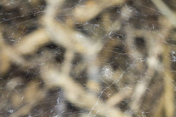 Textures spider web 1