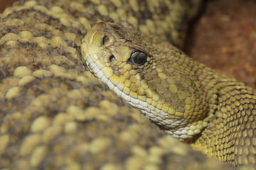 Mexican West Coast Rattlesnake (Crotalus Basiliscus)