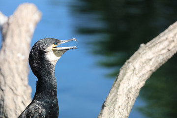 Kormoran - Phalacrocorax carbo 