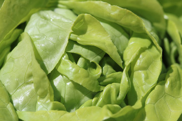 Butterhead Lettuce