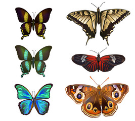 Collection of various kinds of butterflies, isolated on white background