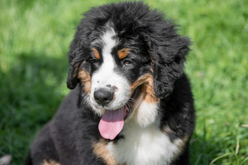 Bouvier Bernese mountain dog portrait in outdoors