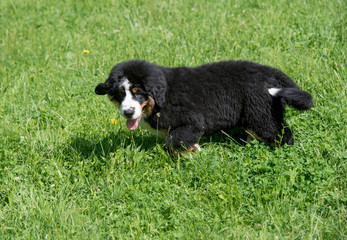 Puppy Bernese mountain dog  running through the grass