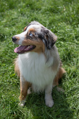 Long-haired Australian Shepherd dog with bright blue eyes.