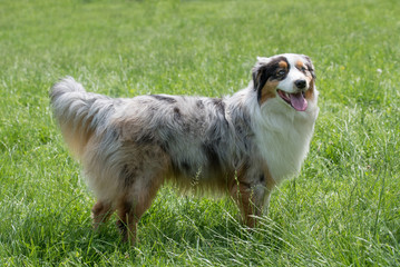 Long-haired Australian Shepherd dog with bright blue eyes.
