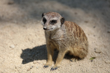 Erdmännchen (suricata suricatta)