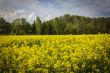 Obraz premium canola field in spring with trees and cloudy sky in background