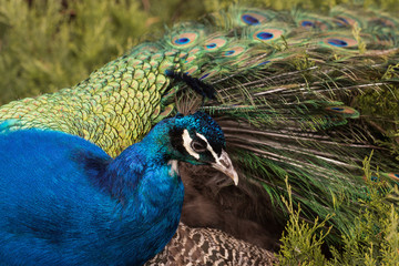 Fototapeta premium male of peacock on the branches in the park 