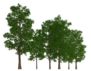 Trees in a row isolated on white 3d illustration