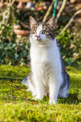 cute cat enjoys the garden
