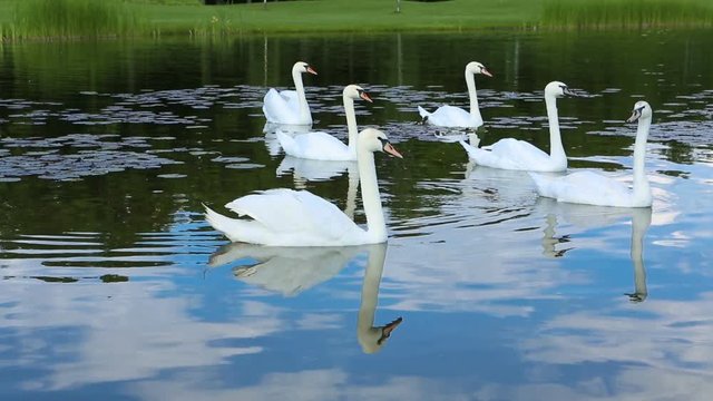 Swans swimming in the pond. Video footage