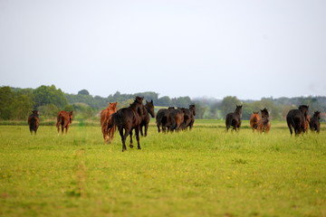 demonstration of freedom, wild horses running away