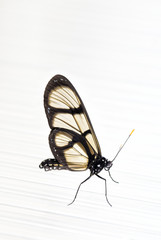 Butterfly on a white background