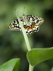 The lime butterfly (Papilio demoleus)