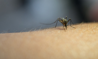 Close up of mosquito sucking blood on the human skin.