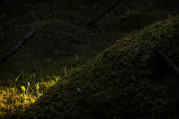 Glimpse of light in dark forest