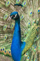 Fototapeta premium male of peacock and its beautiful tail 
