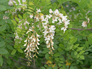 Blühende Akazie, Acacia