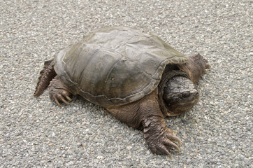 Snapping Turtle