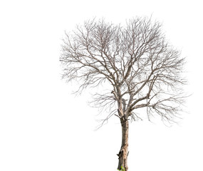 Dead tree isolated on white background