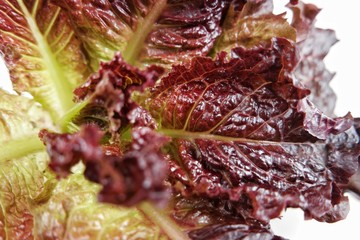 Colorful lettuce leaves prepared for salad