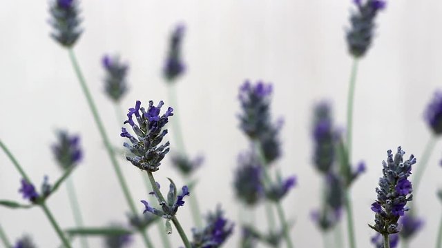 lavanda.