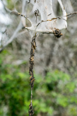 Ermine moth caterpillars crawl down silk rope.